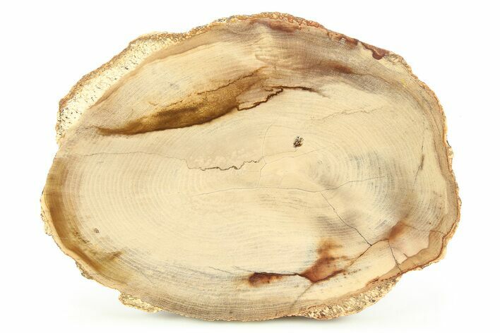 Polished Petrified Wood Round - Sweet Home, Oregon #282943